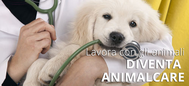  lavorare con gli animali, corsi animal care, diventare educatore cinofilo, toelettatore